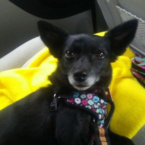 Meet your Posher, RaeAnn! - Picture 4 of 7